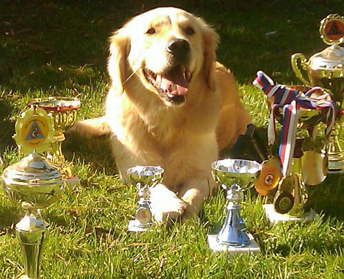 Fotoalbum našeho retrívra Frediho