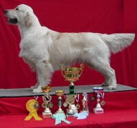 Fotoalbum našeho retrívra Frediho