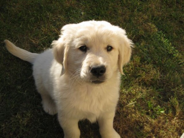 Fotoalbum našeho retrívra Frediho