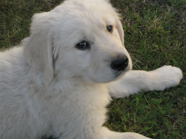 Fotoalbum našeho retrívra Frediho