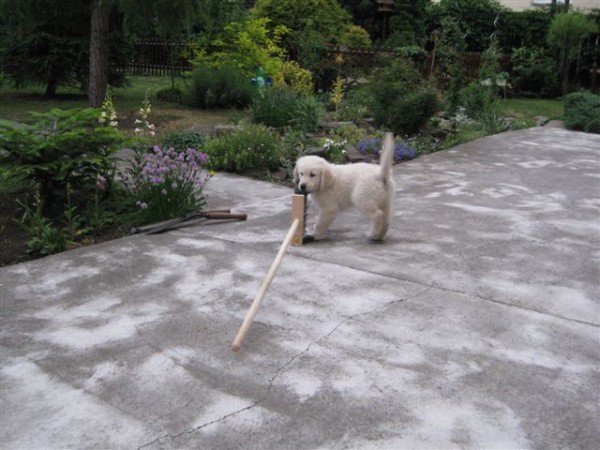 Fotoalbum našeho retrívra Frediho