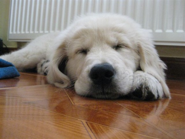 Fotoalbum našeho retrívra Frediho