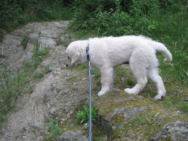 Fotoalbum našeho retrívra Frediho