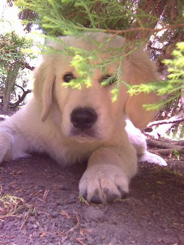 Fotoalbum našeho retrívra Frediho