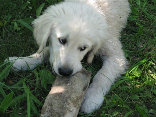 Fotoalbum našeho retrívra Frediho