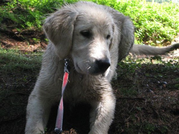 Fotoalbum našeho retrívra Frediho