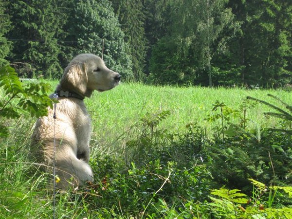 Fotoalbum našeho retrívra Frediho