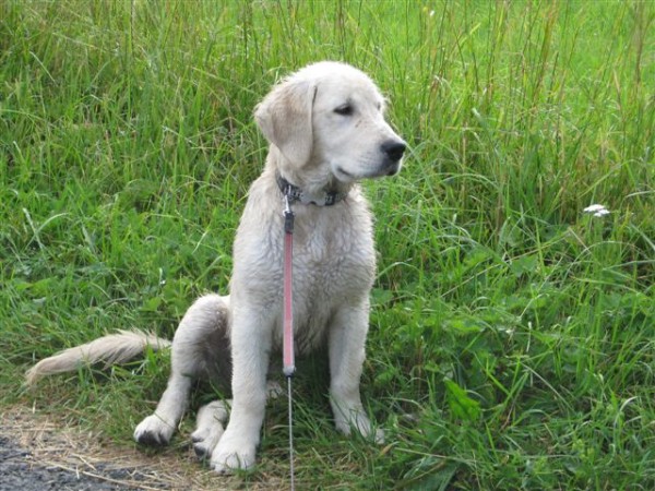 Fotoalbum našeho retrívra Frediho