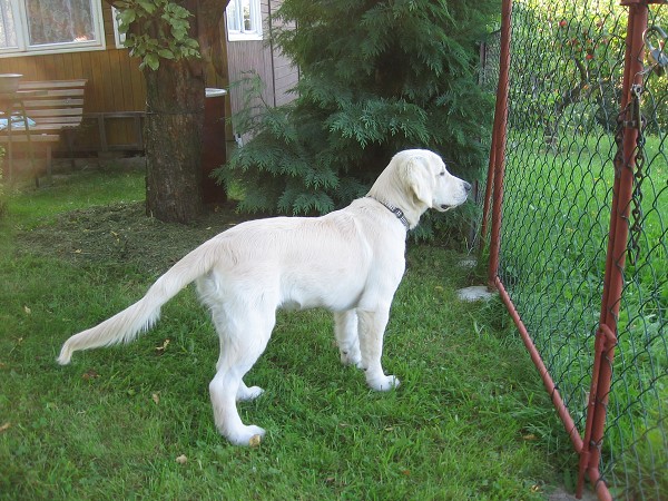 Fotoalbum našeho retrívra Frediho