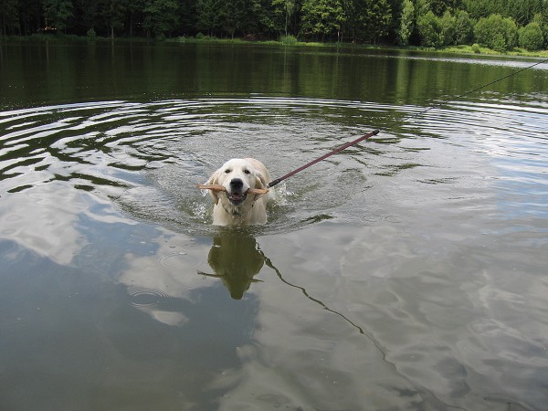 Fotoalbum našeho retrívra Frediho