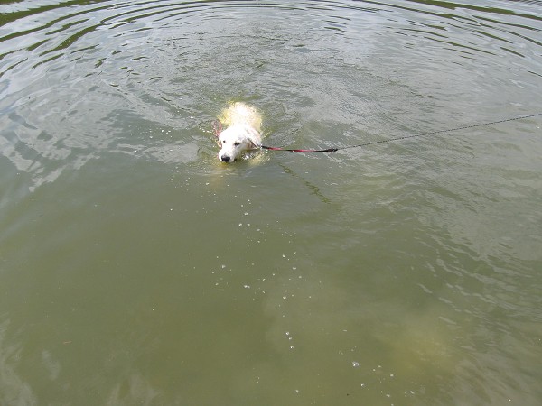 Fotoalbum našeho retrívra Frediho