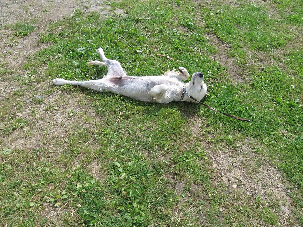 Fotoalbum našeho retrívra Frediho