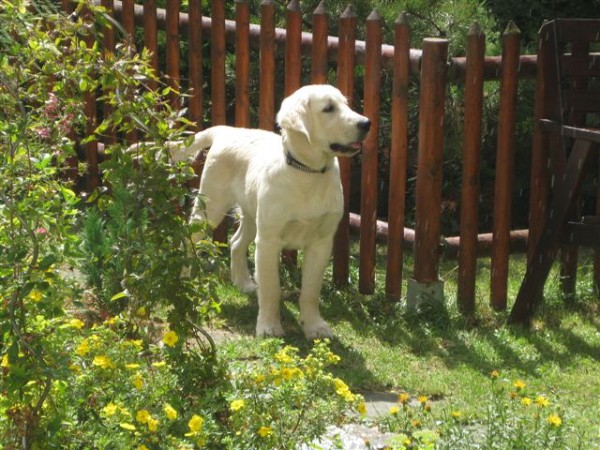 Fotoalbum našeho retrívra Frediho