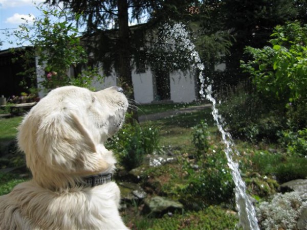 Fotoalbum našeho retrívra Frediho