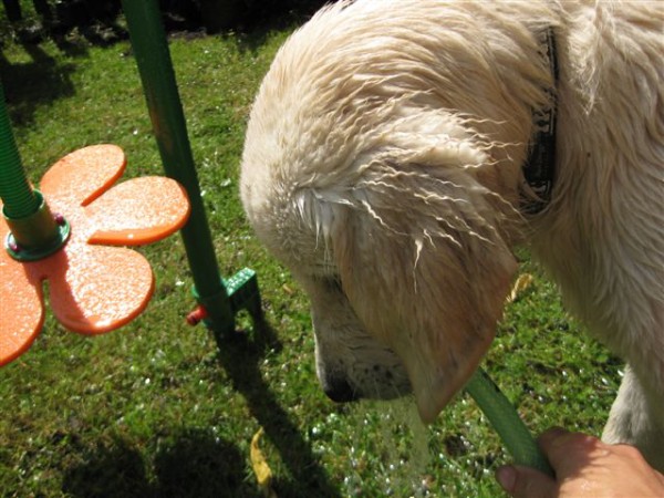 Fotoalbum našeho retrívra Frediho