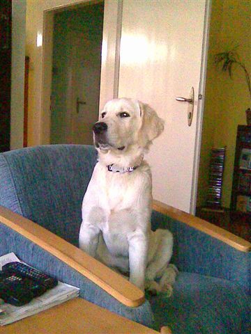 Fotoalbum našeho retrívra Frediho