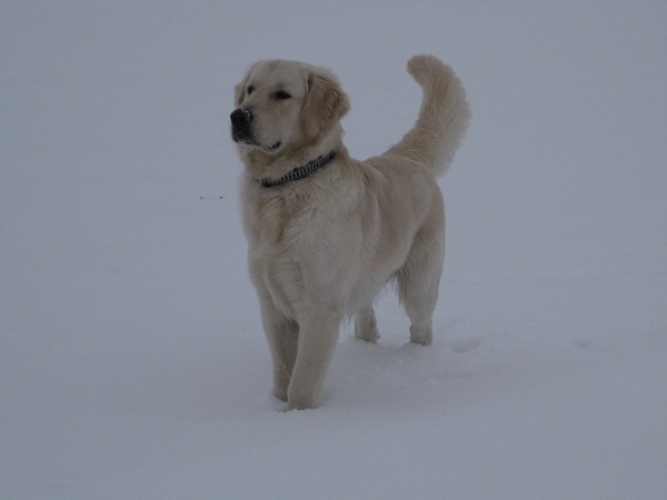 Fotoalbum našeho retrívra Frediho