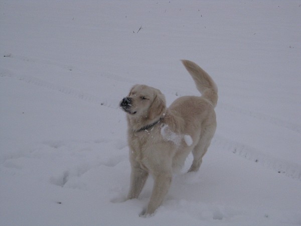 Fotoalbum našeho retrívra Frediho