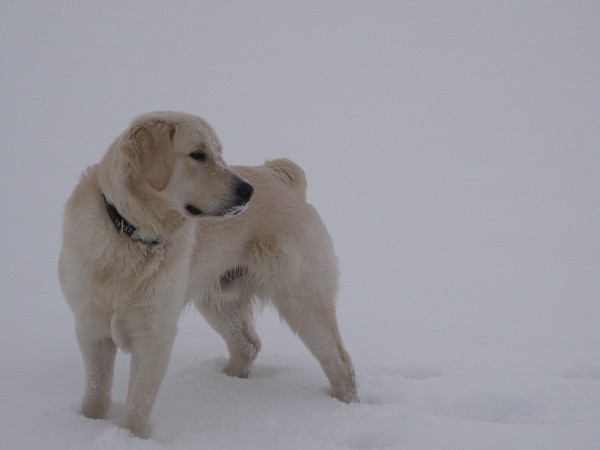 Fotoalbum našeho retrívra Frediho