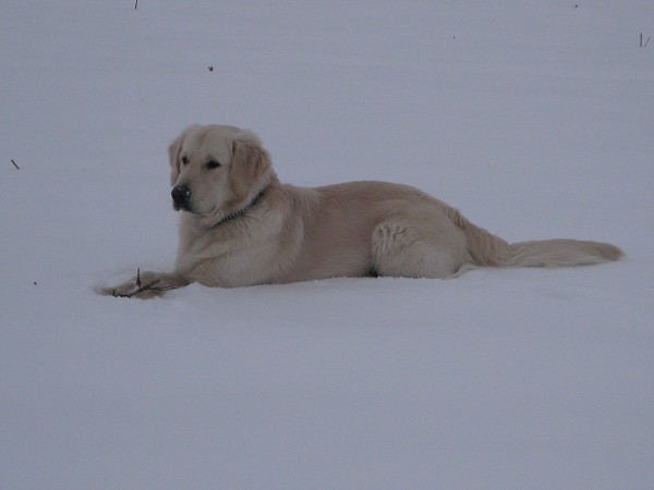 Fotoalbum našeho retrívra Frediho