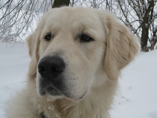 Fotoalbum našeho retrívra Frediho