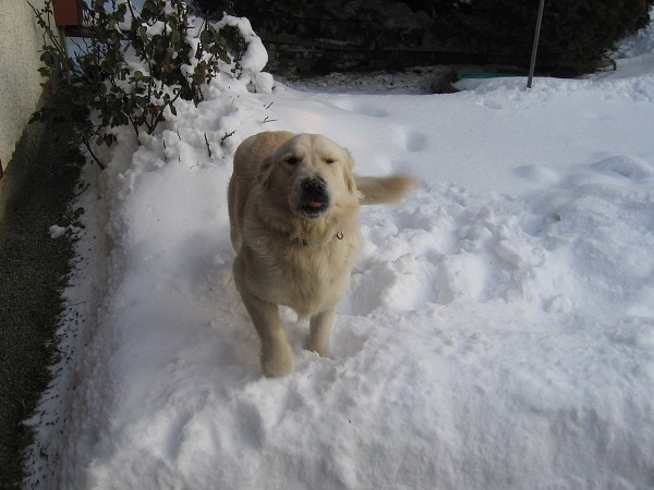 Fotoalbum našeho retrívra Frediho