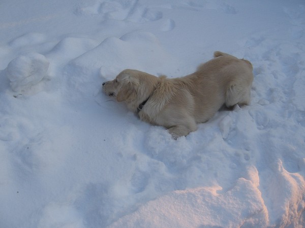 Fotoalbum našeho retrívra Frediho