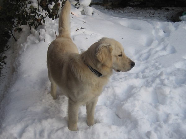 Fotoalbum našeho retrívra Frediho