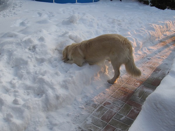 Fotoalbum našeho retrívra Frediho
