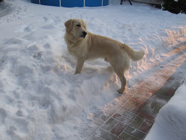 Fotoalbum našeho retrívra Frediho