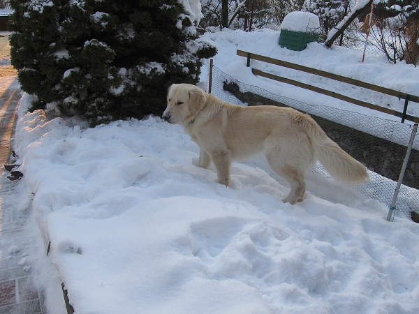 Fotoalbum našeho retrívra Frediho