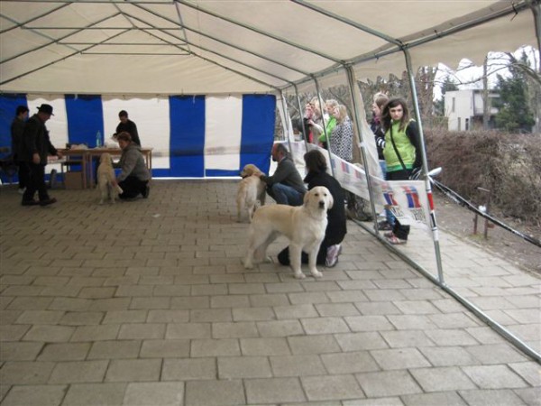 Fotoalbum našeho retrívra Frediho