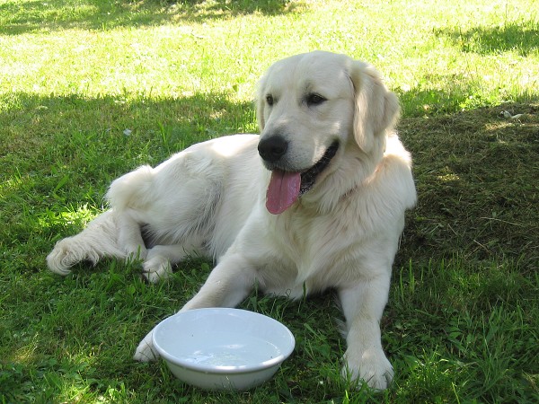 Fotoalbum našeho retrívra Frediho