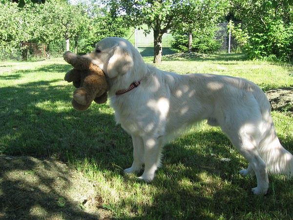 Fotoalbum našeho retrívra Frediho