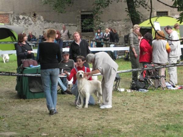 Fotoalbum našeho retrívra Frediho