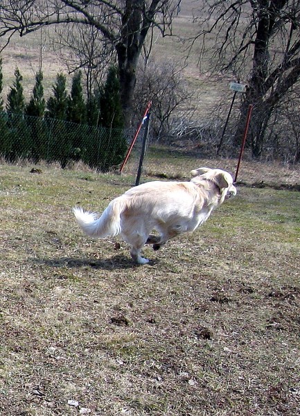 Fotoalbum našeho retrívra Frediho