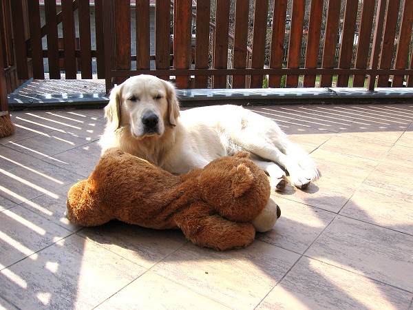 Fotoalbum našeho retrívra Frediho
