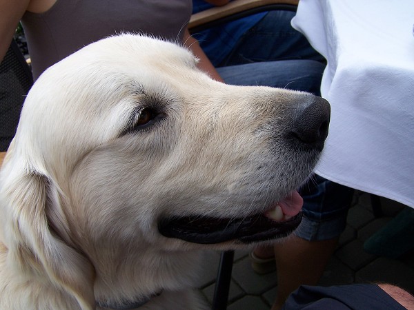 Fotoalbum našeho retrívra Frediho