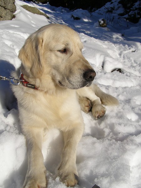 Fotoalbum našeho retrívra Frediho