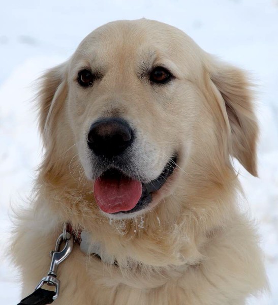 Fotoalbum našeho retrívra Frediho