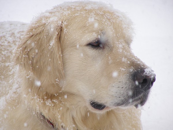 Fotoalbum našeho retrívra Frediho
