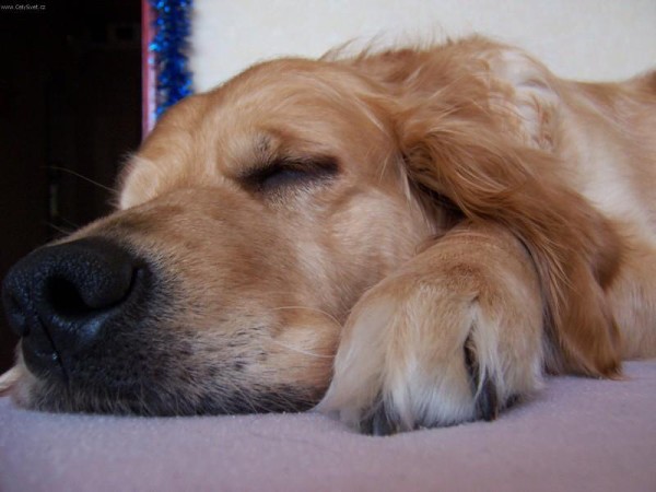 Fotoalbum našeho retrívra Frediho